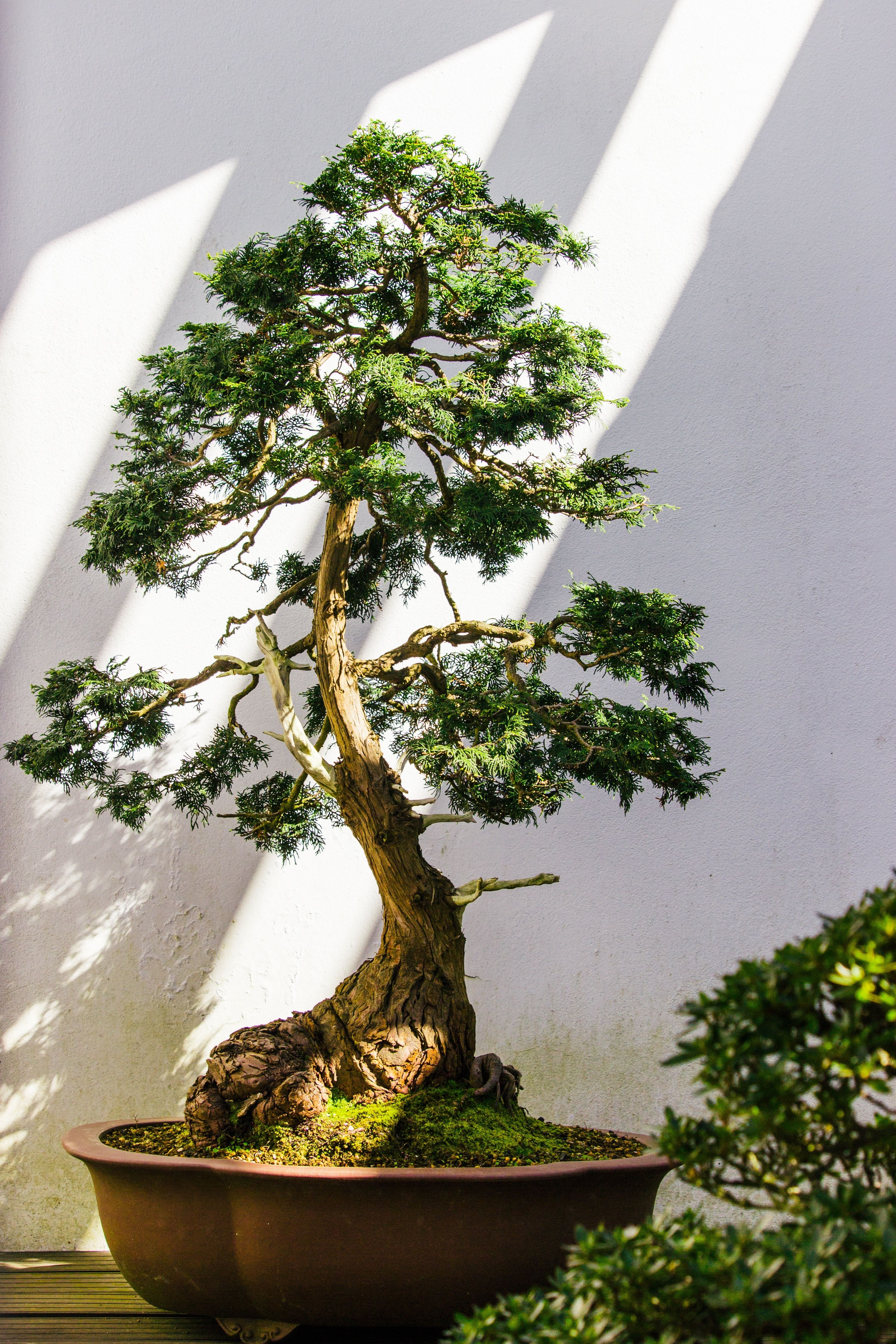 Bambini Bonsai
